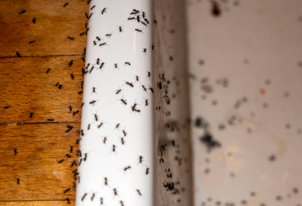 Best Best Pest Control Companies  in Dowagiac, MI